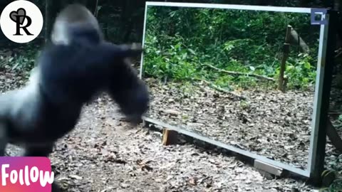 Animals In Mirrors Hilarious Reactions