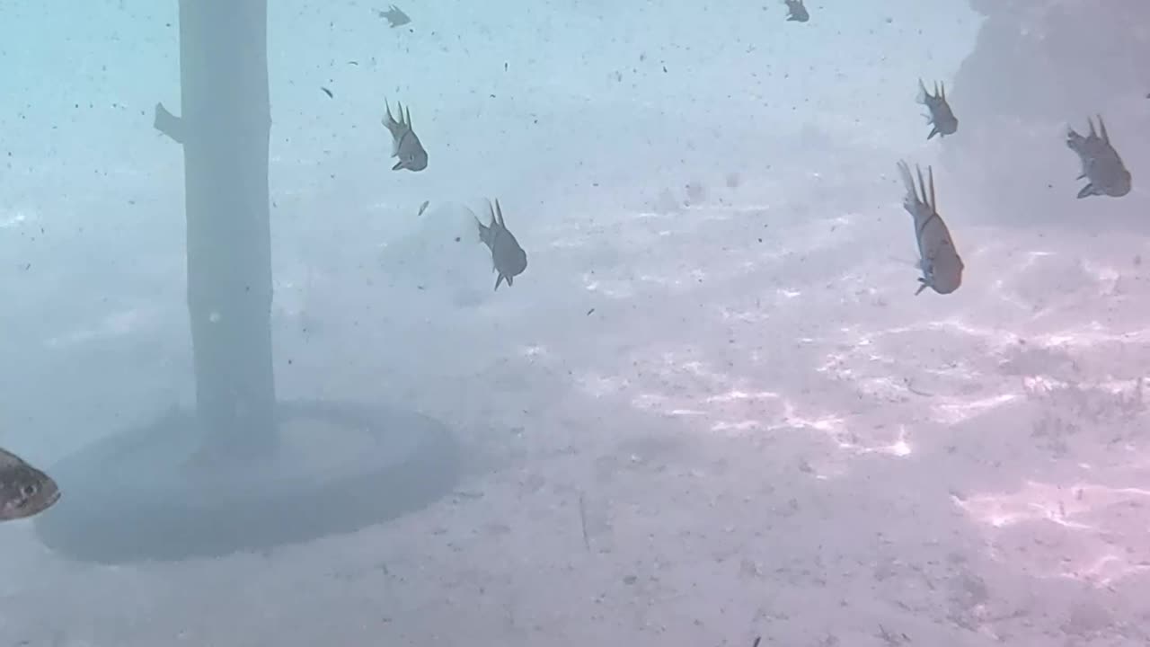 Morning Snorkeling