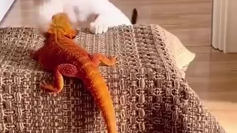 Funny animals