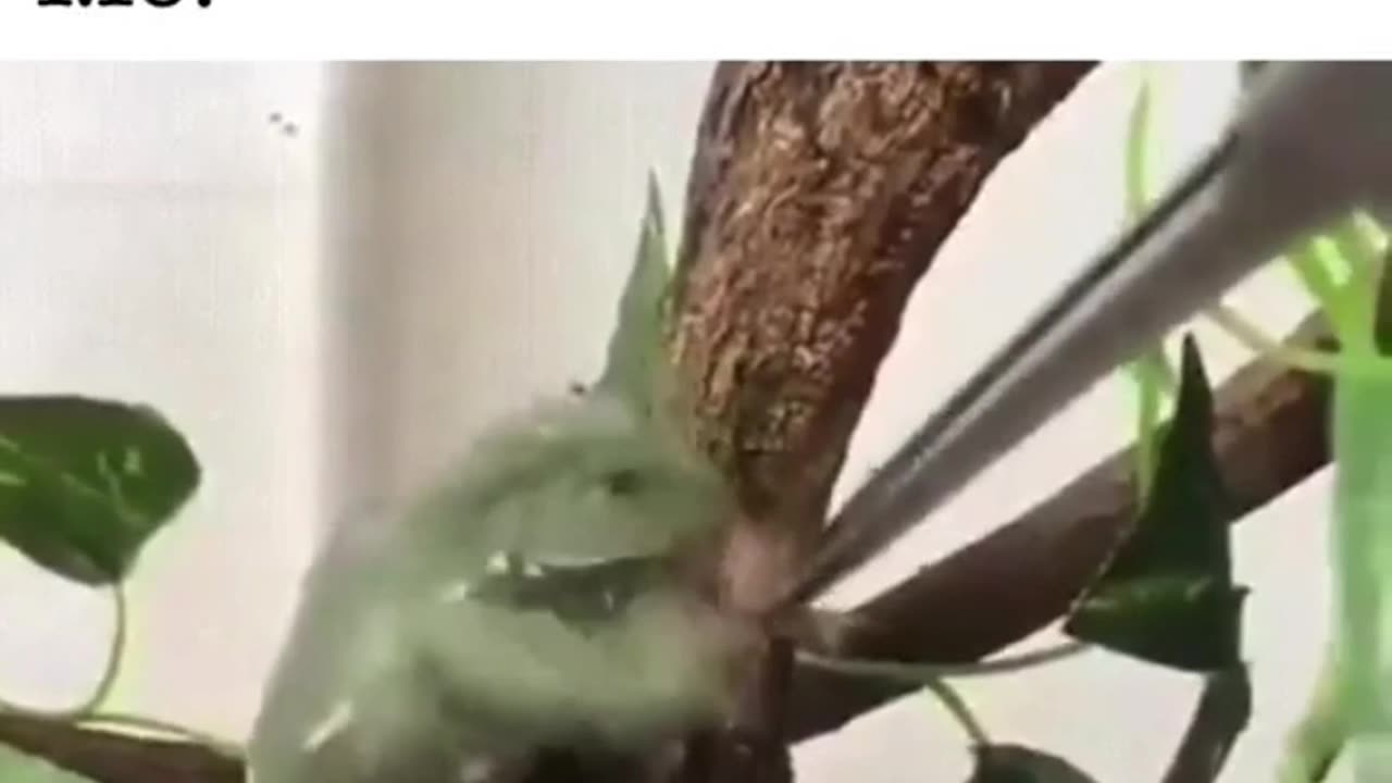 "You will eat ze bugs"