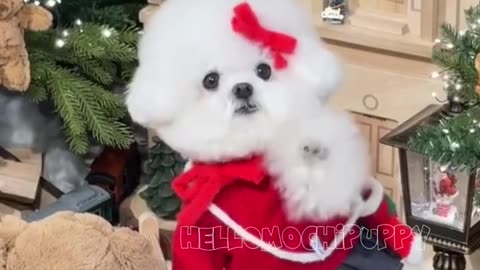cute puppies funny moment cute overload ❤️#hellomochi #dog #bichon