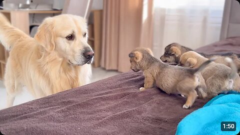 Golden Retriever Meets Puppies for the First Time