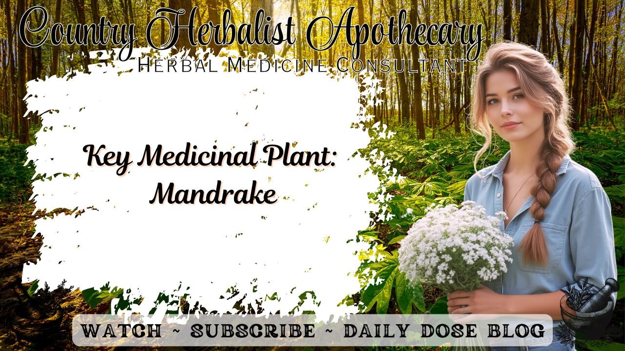 Key Medicinal Plant: Mandrake