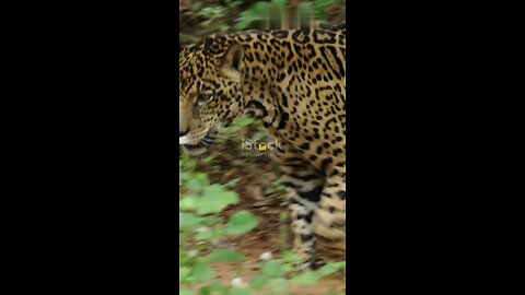 Jaguar - The Apex Predators of The Jungle