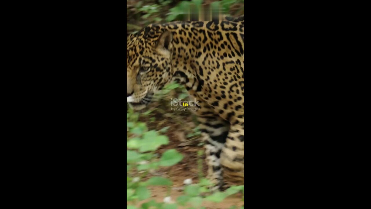 Jaguar - The Apex Predators of The Jungle