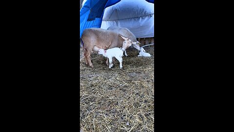 Ewes Are Co-Parenting ❤️