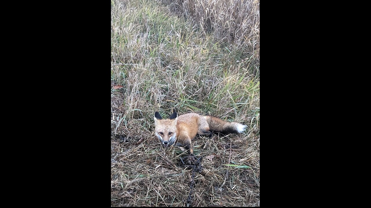 Trapping Red Fox