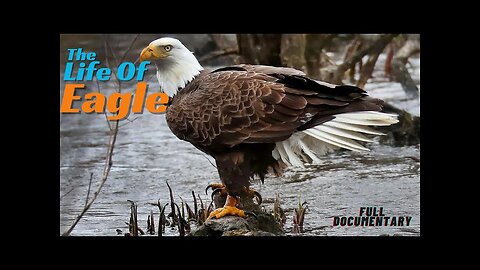 The Epic Life EAGLE 🦅lets know about some secret about eagle!!!