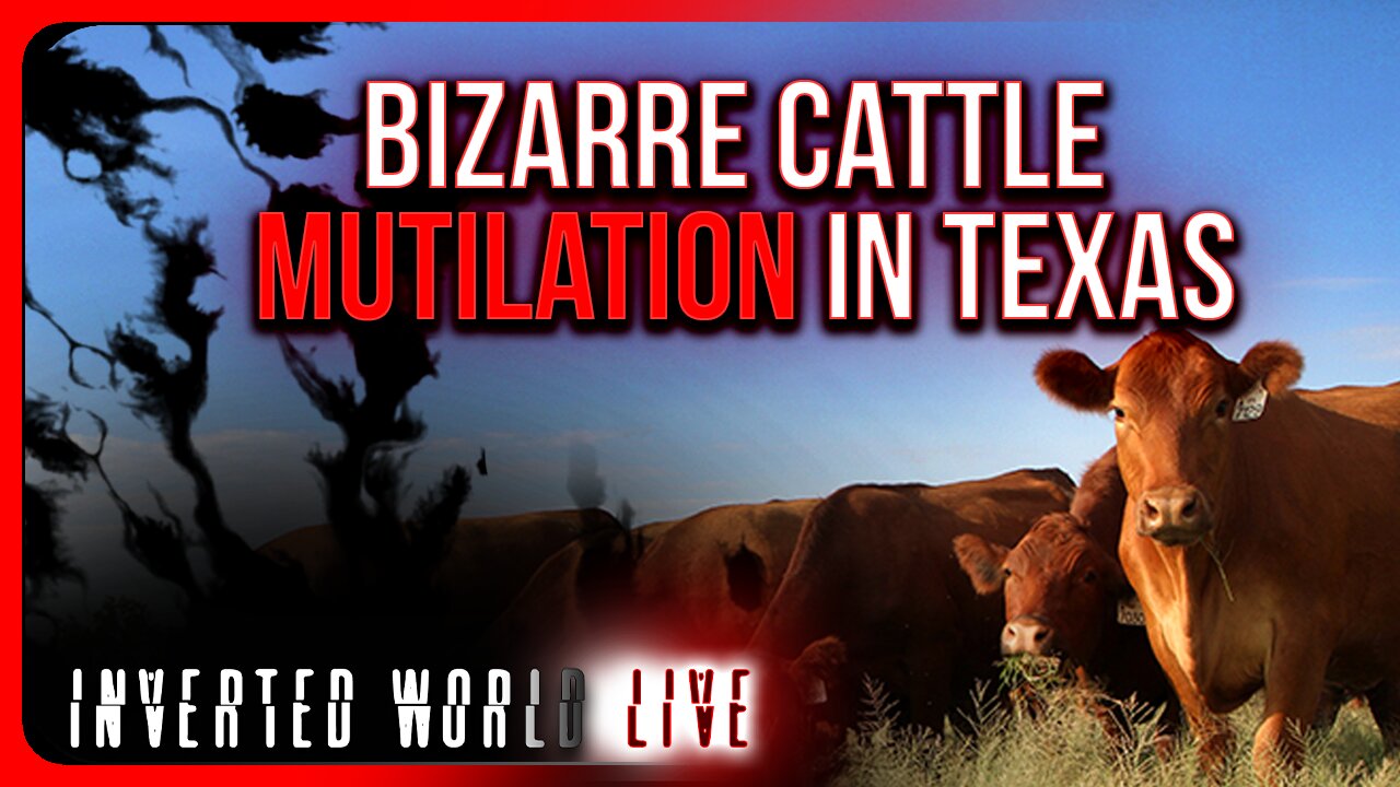 Bizarre Cattle Mutilation in Texas