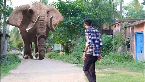 Elephant Attack On Village Boy