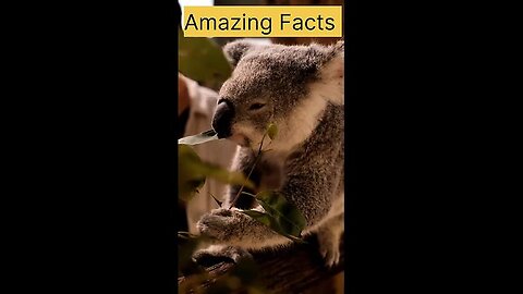 Amazing Facts about animals 😀#shorts #facts #information