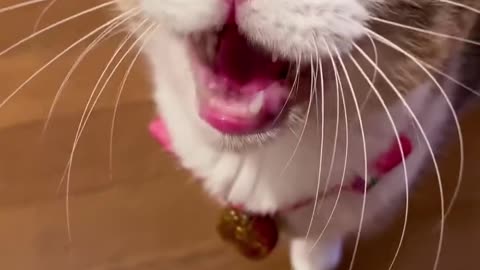 Say Good Night #cat #shorts #viralreels #viralcat