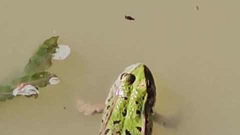 Does this frog get the dragonfly? Frog vs Dragonfly #shorts