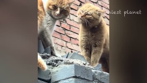 Funny Dogs and cats videos 2024 - best funniest animals