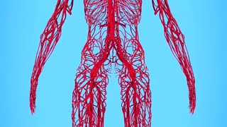 How Long Are Your Blood Vessels 🤔#science #sciencefacts