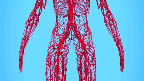 How Long Are Your Blood Vessels 🤔#science #sciencefacts