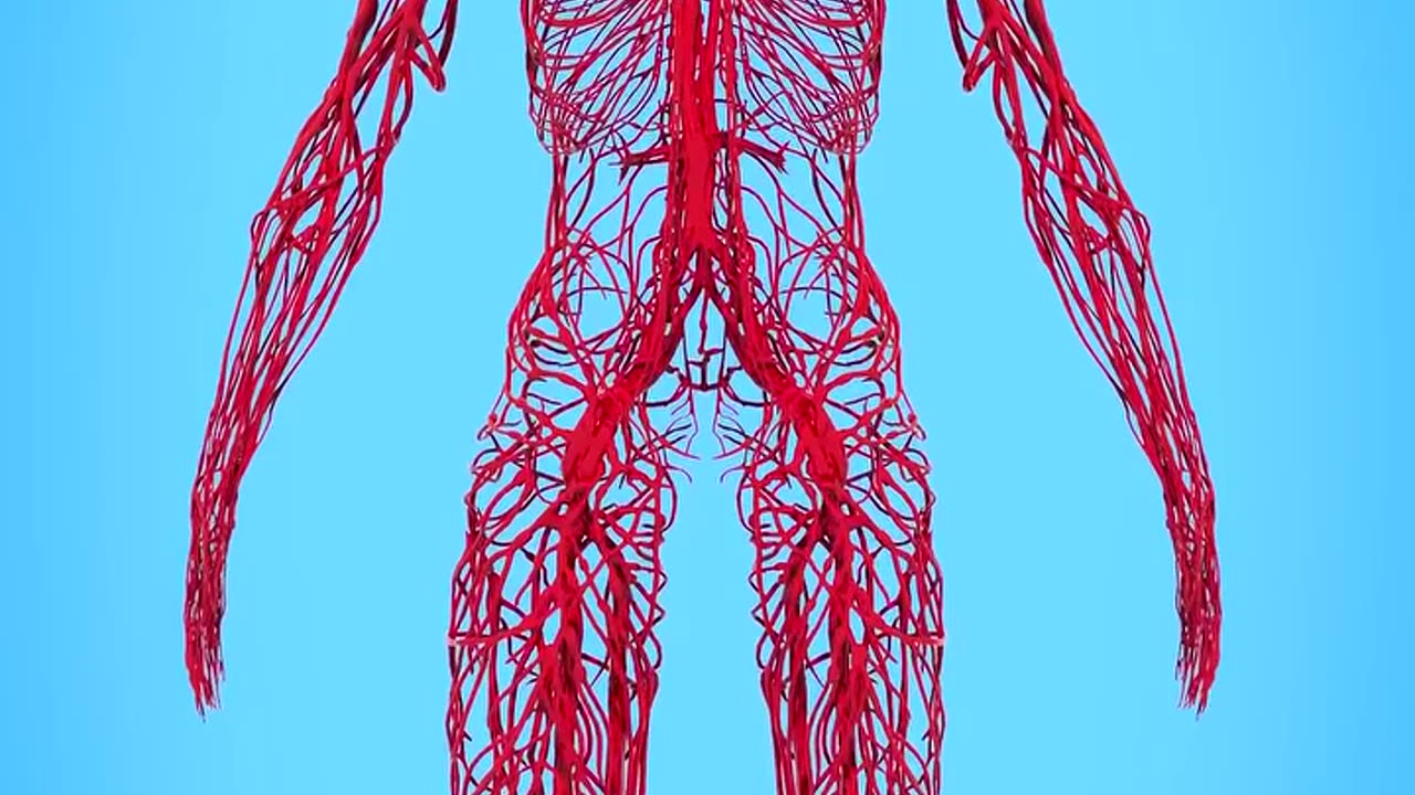 How Long Are Your Blood Vessels 🤔#science #sciencefacts