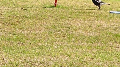Magpie Playing Swing Ball