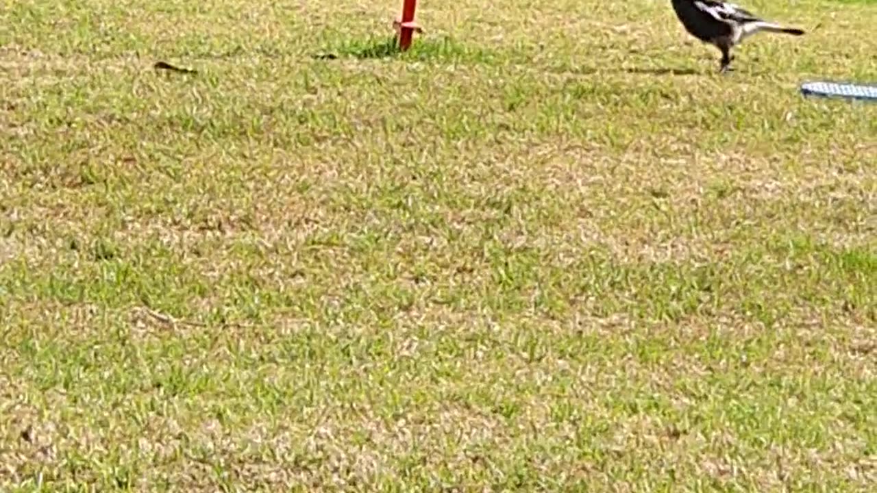 Magpie Playing Swing Ball