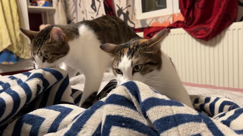 Two Cats Suck and Knead On Blanket