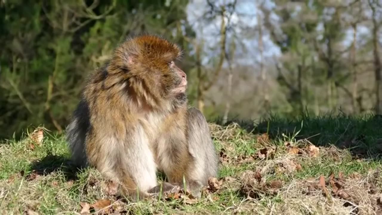 Cute & funny Wild Animals