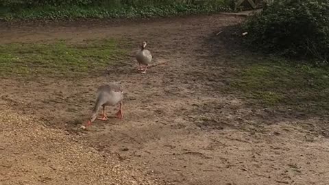 Ground Buffet: Geese Munching on Bread Crumbs