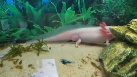 My Axolotls, Blossom and Axel (read description)