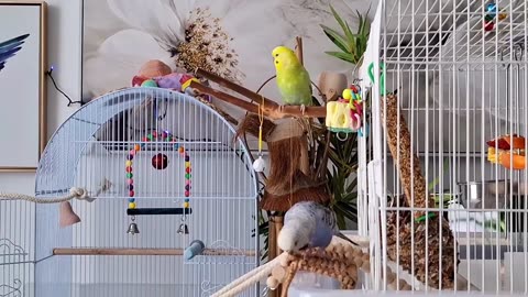 A DAY in a LIFE of My BIRDS. Happy Home #cutepets #australianparrots #cutebudgies