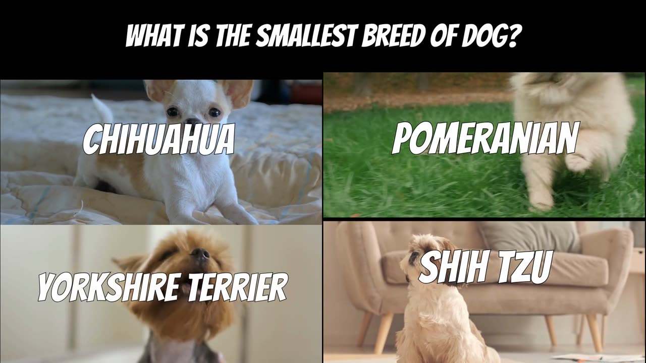 How Well Do You REALLY Know Your Pets and Animals?