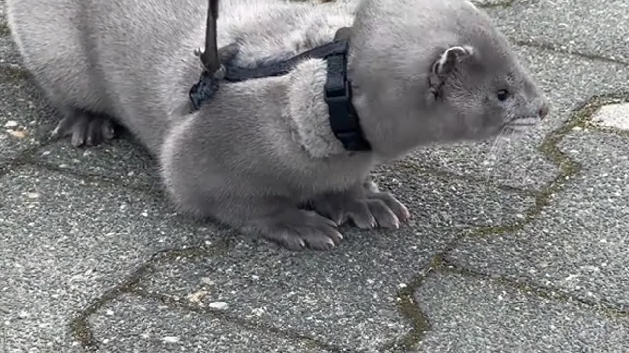 I want to go home, sleep ๐๐พ no mood to go for a walk๐ American mink Gucci