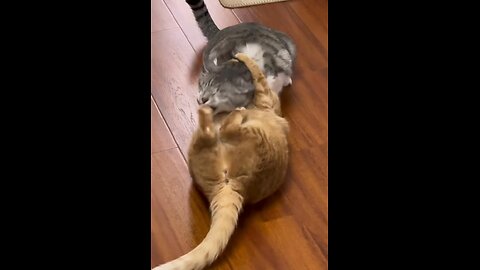 Cats 🐈 🐈‍⬛ Fighting Gone Wrong 😱