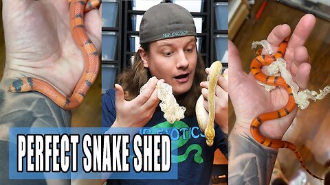 BAD snake sheds to PERFECT sheds! Here's what to do!