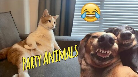 Funny Party Animals videos part 1 - Funny cats/dogs - funny animal