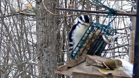 Hairy Woodpecker and Finch