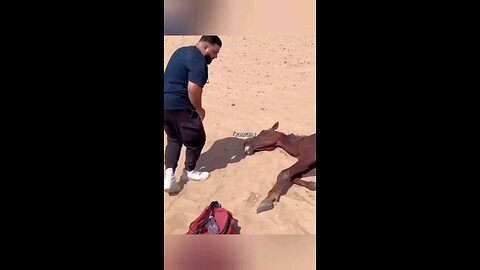 man Saved Injured Horse 😍 #shorts #video #lifesaving