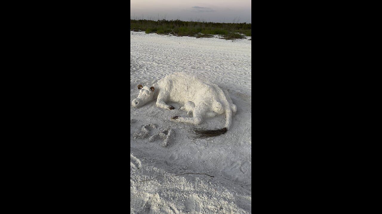 Marco Sand Cows! | 4K