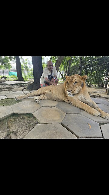 Man & Tiger photo shoot 👀🤔🤦🏻