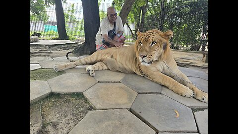 Man & Tiger photo shoot 👀🤔🤦🏻