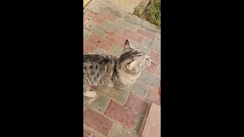 Kitty with a beautiful pattern