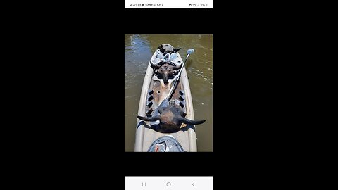 Found the third of three bison skulls in a river on a nice sunny day