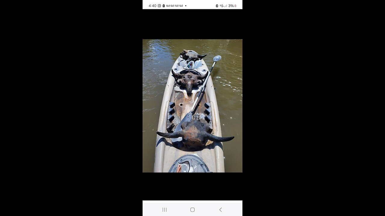 Found the third of three bison skulls in a river on a nice sunny day