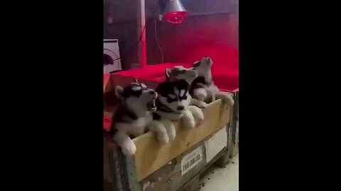 Learning To howl