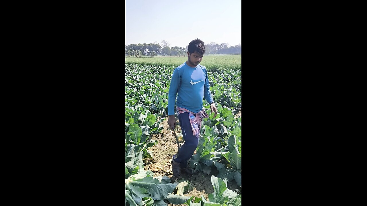 Cauliflower 🥦🥦🥦 cutting ✂️ Expart