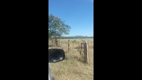 Campo