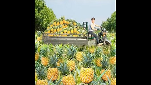 let's harvest pineapple with Harin