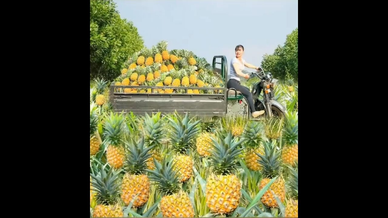 let's harvest pineapple with Harin