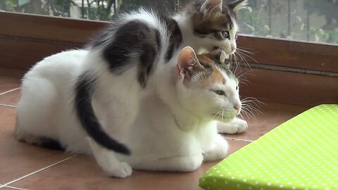 A Loving Mother's Patience: The Wild Adventures of Five Playful Kittens