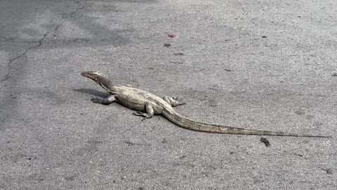 Monitor Lizard by the Bay