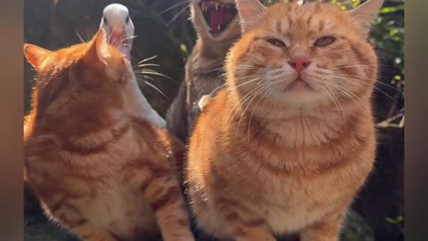 Brave Duck Crashes Cat Family Meeting Gets Meowed At in Stereo! 🦆😂🐱