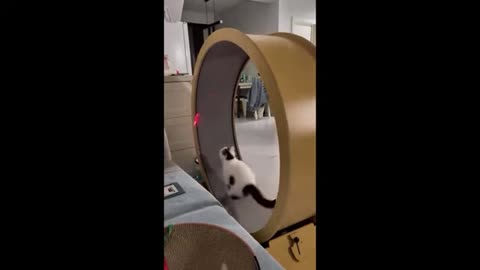 Hilarious Cats of 2025! Get ready to laugh to cry